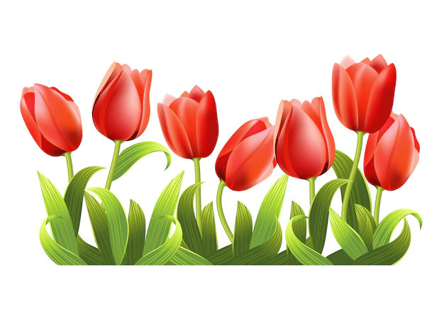 Free Vector | Several realistic growing red tulips.