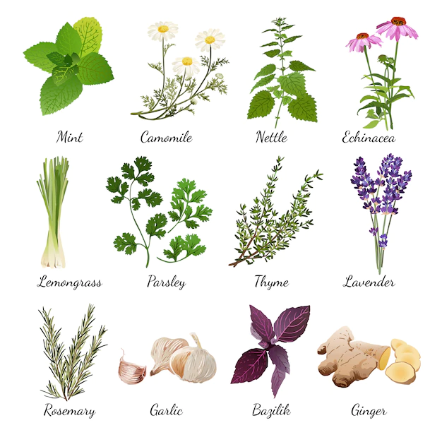 Free Vector | Spices and meadow flowers herbal set