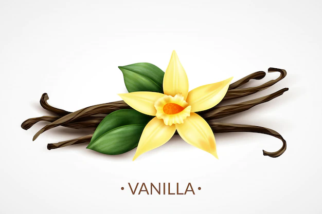 Free Vector | Sweet scented fresh vanilla flower with dried seed pods realistic composition of distinctive culinary flavoring