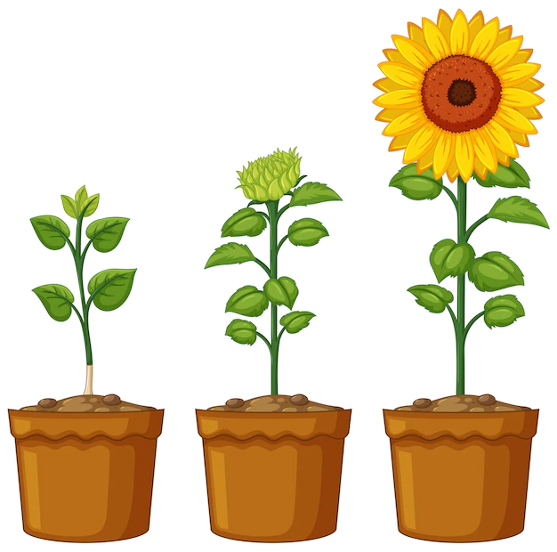 Free Vector | Three pots of sunflower plants