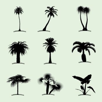 Free Vector | Tree collection flat icon with nine tropical palms of different kind illustration