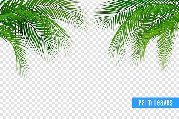 Free Vector | Tropical leaves palm branch realistic frame composition with transparent background and clusters of leaves with text