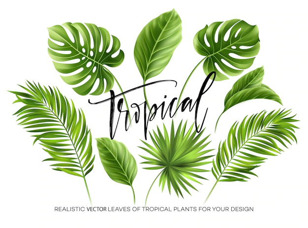 Free Vector | Tropical palm leaves set isolated on white background.