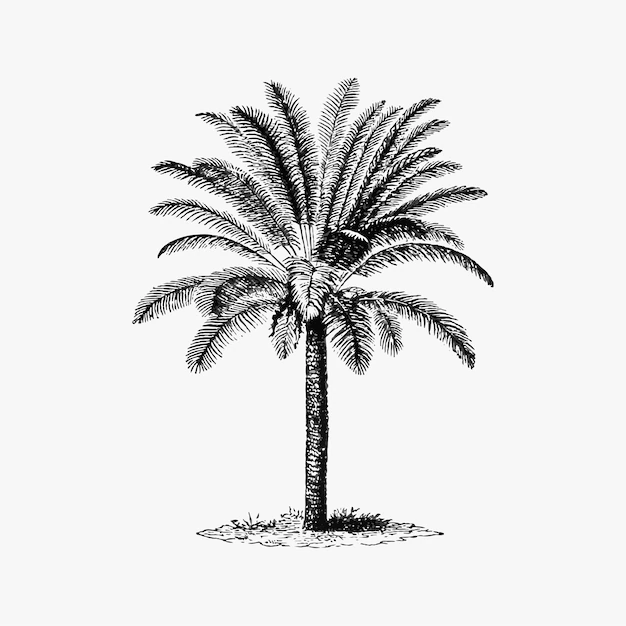 Free Vector | Tropical palm tree