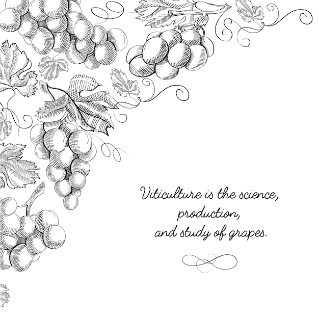 Free Vector | Typography design card doodle with inscription that viticulture is science