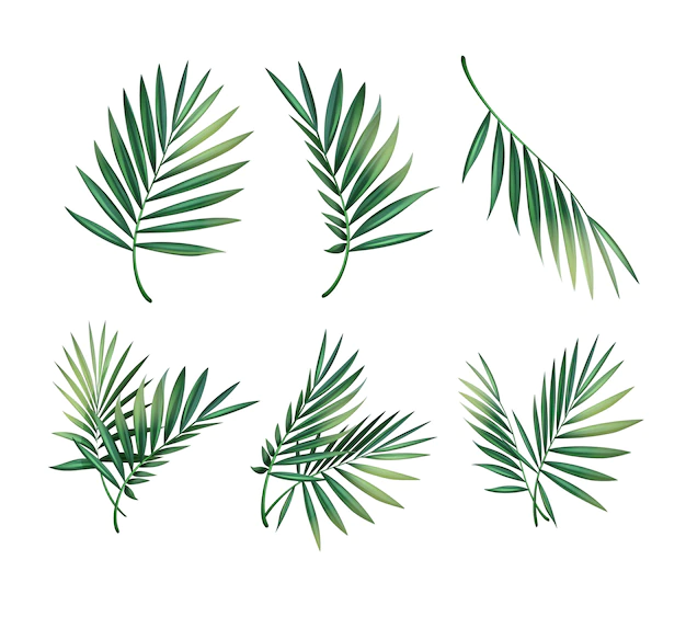 Free Vector | Vector set of different green tropical palm leaves isolated on white background