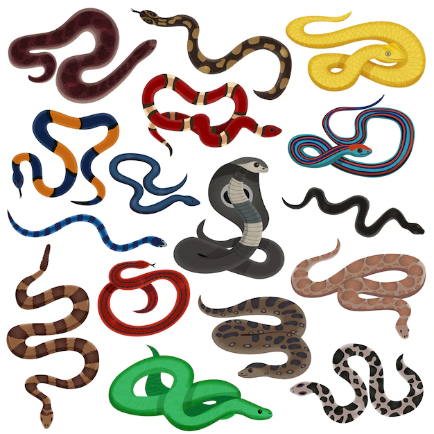 Free Vector | Venomous snakes cartoon set