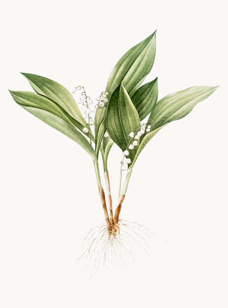 Free Vector | Vintage illustration of lily of the valley