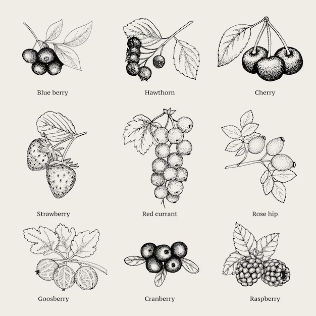 Free Vector | Vintage natural berries collection