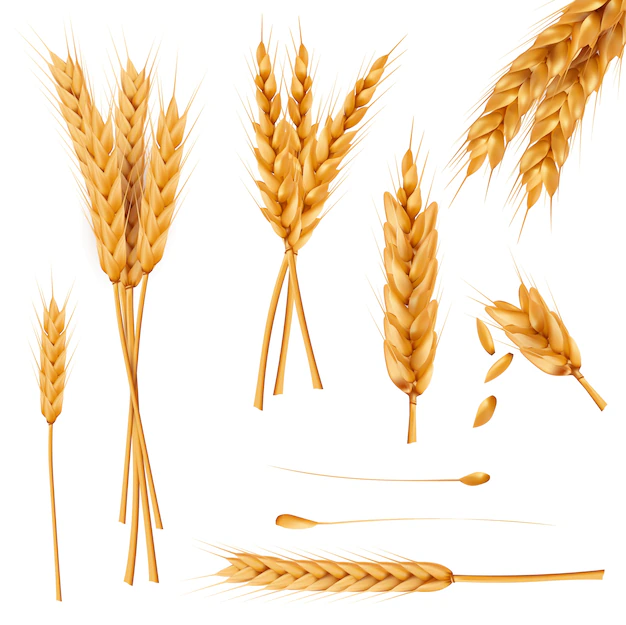 Free Vector | Wheat ears and seeds realistic vectors collection