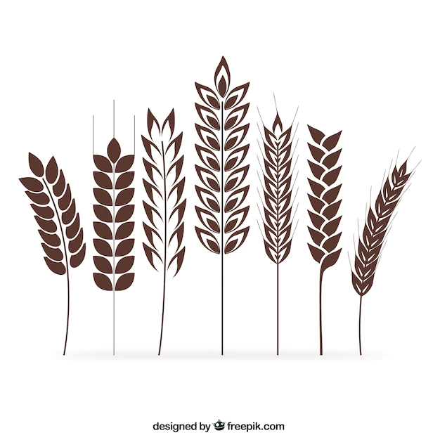 Free Vector | Wheat ears collection