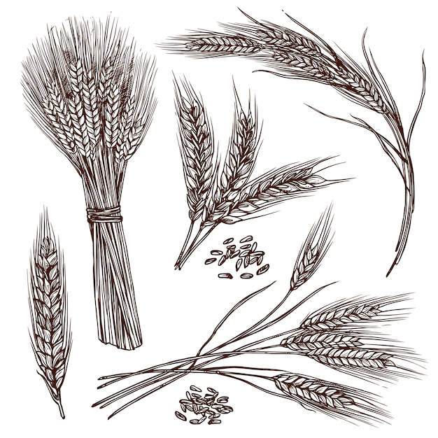 Free Vector | Wheat sketch set