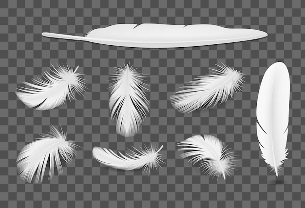 Free Vector | White bird feathers transparent realistic set isolated