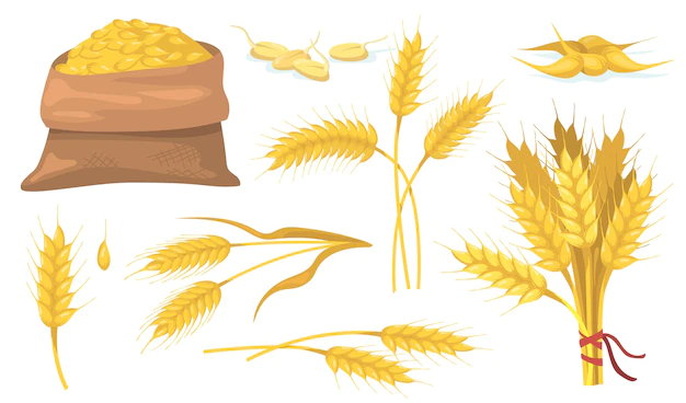 Free Vector | Yellow ripe wheat bunch, spikes and grains flat item set.