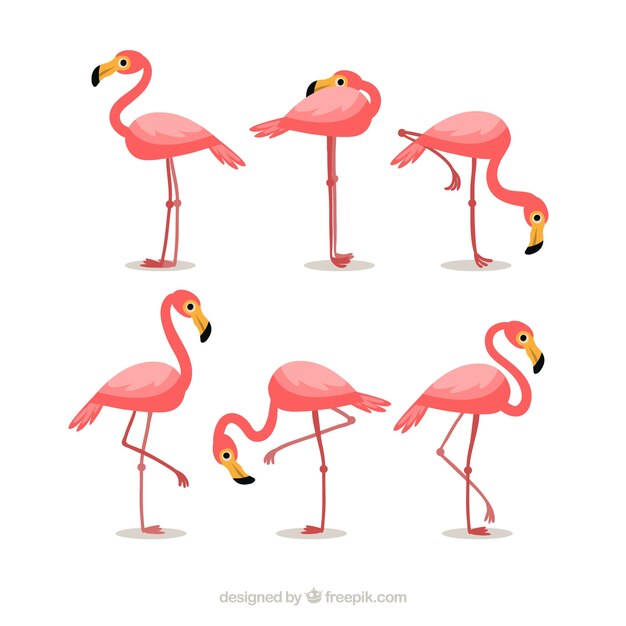 Free Vector | Flamingos collection with different postures in flat style