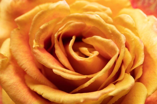 Free Photo | Close up on rose flower details