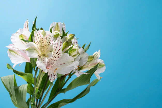 Free Photo | Flowers against the sky