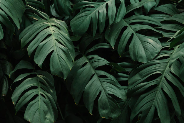 Free Photo | Tropical green leaves background