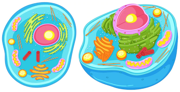 Free Vector | Animal cell in closer look