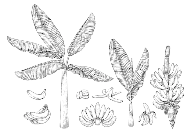 Free Vector | Banana tree fruit and blossom hand drawn retro illustration