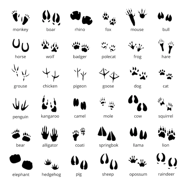 Free Vector | Big monochrome set of different animals