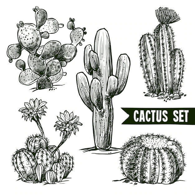 Free Vector | Cactus sketch set