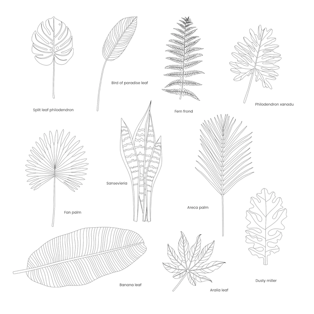 Free Vector | Collection of illustrated tropical leaves
