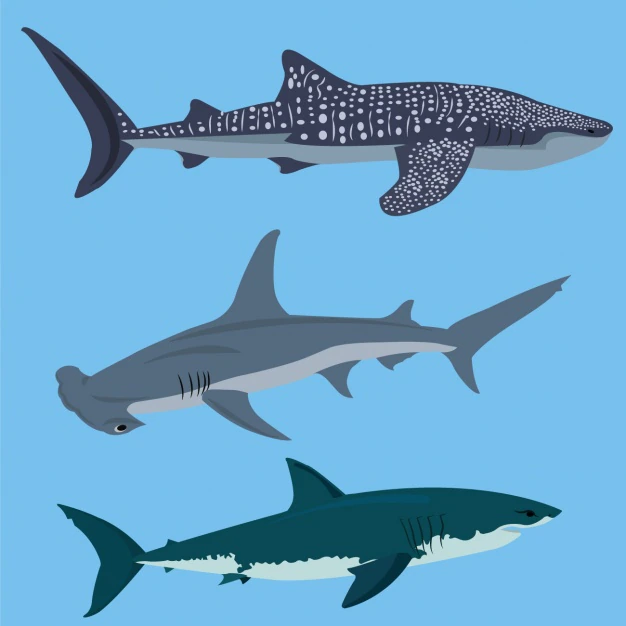 Free Vector | Coloured sharks collection