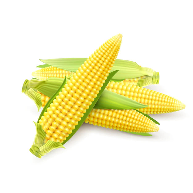 Free Vector | Corn cobs realistic