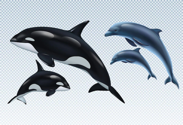 Free Vector | Couples dolphin and killer whale set on transparent