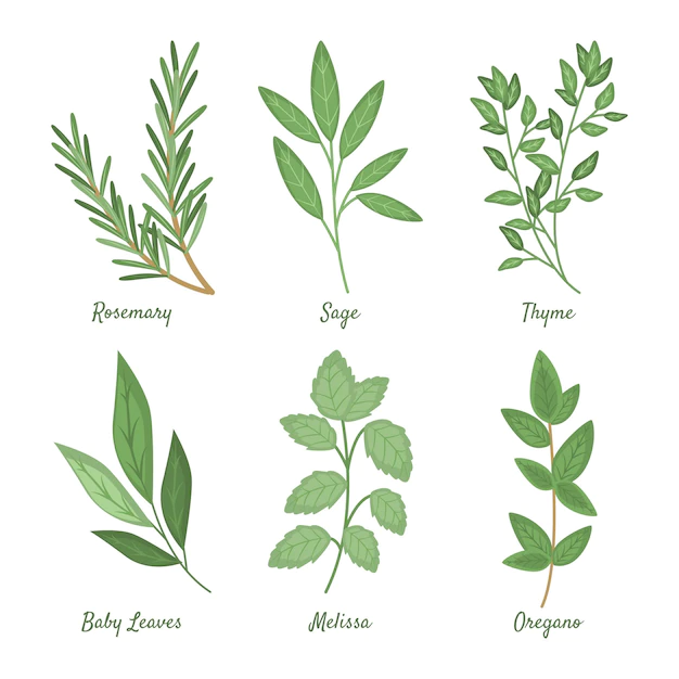 Free Vector | Detailed essential oil herb collection
