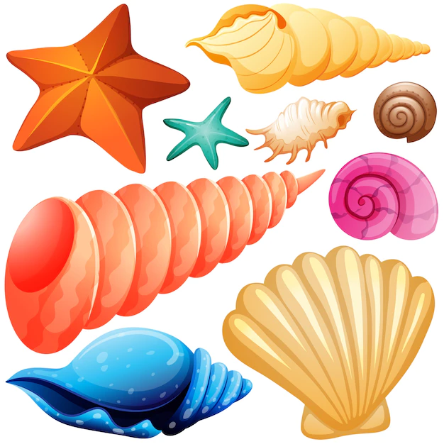 Free Vector | Different types of seashells illustration