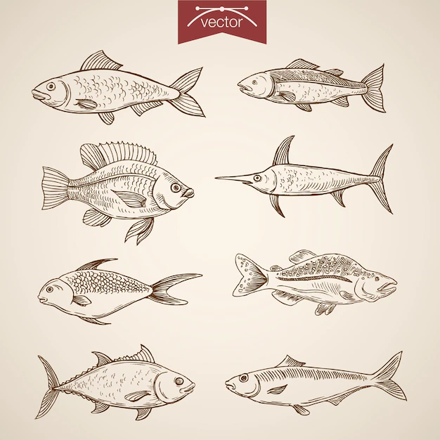 Free Vector | Engraving vintage hand drawn  fishes collection.