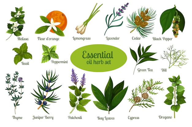 Free Vector | Flat design essential oil herb collection
