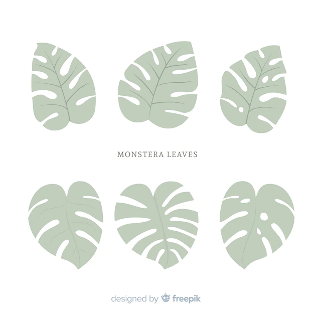 Free Vector | Flat monstera leaves