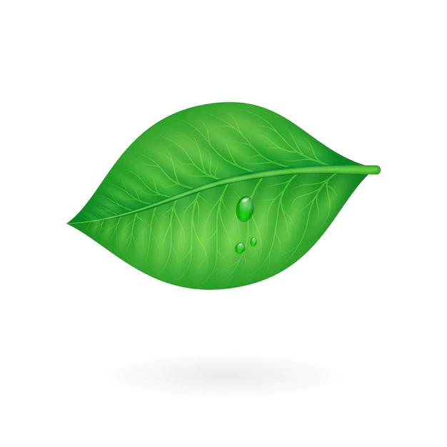 Free Vector | Green leaf