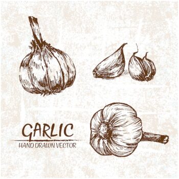 Free Vector | Hand drawn garlic design