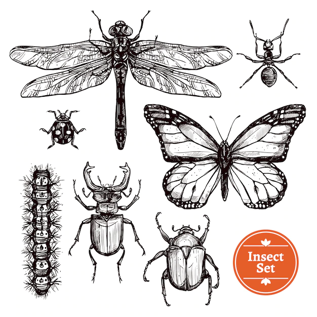 Free Vector | Hand drawn insect set