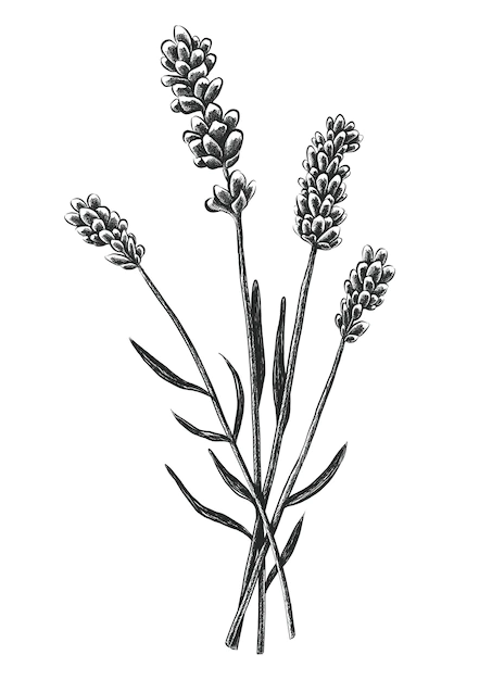 Free Vector | Hand drawn lavender flowers isolated on white