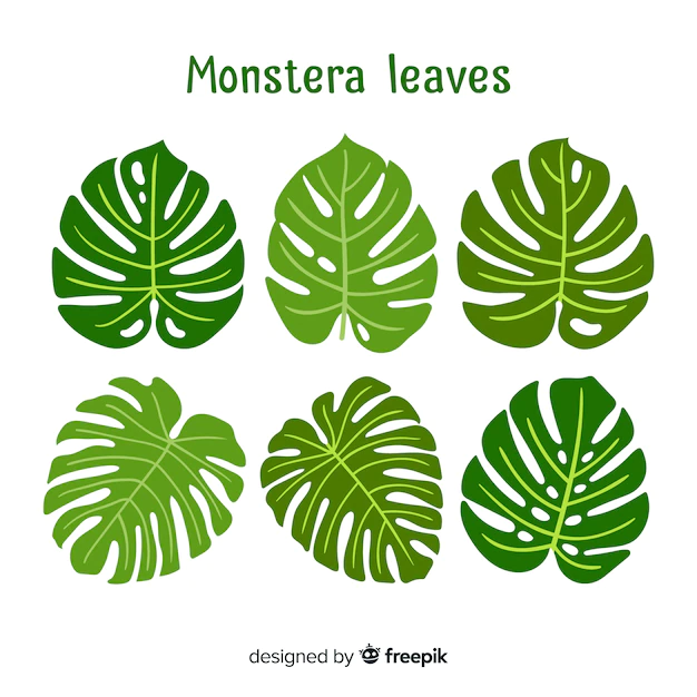 Free Vector | Hand drawn monstera leaves