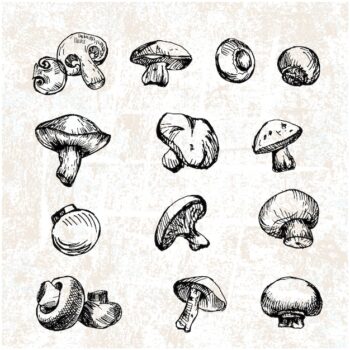 Free Vector | Hand drawn mushrooms collection