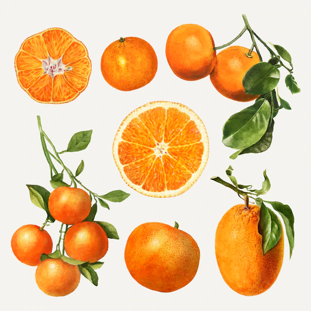 Free Vector | Hand drawn natural fresh oranges set
