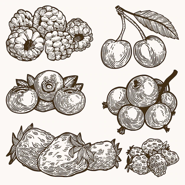 Free Vector | Hand drawn outline fruits collection