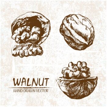 Free Vector | Hand drawn walnuts design