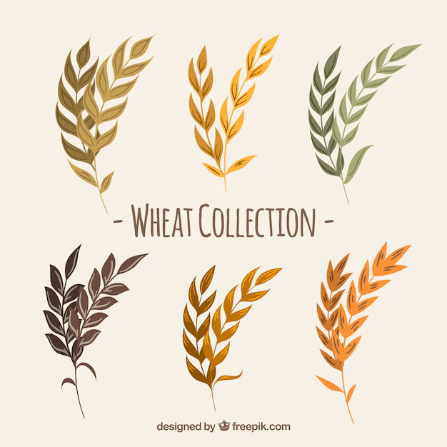 Free Vector | Hand drawn wheat collection