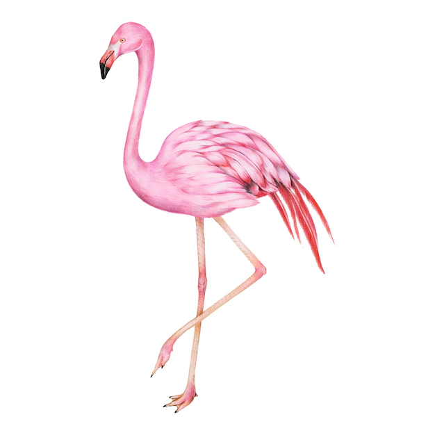 Free Vector | Illustration of pink flamingo watercolor style
