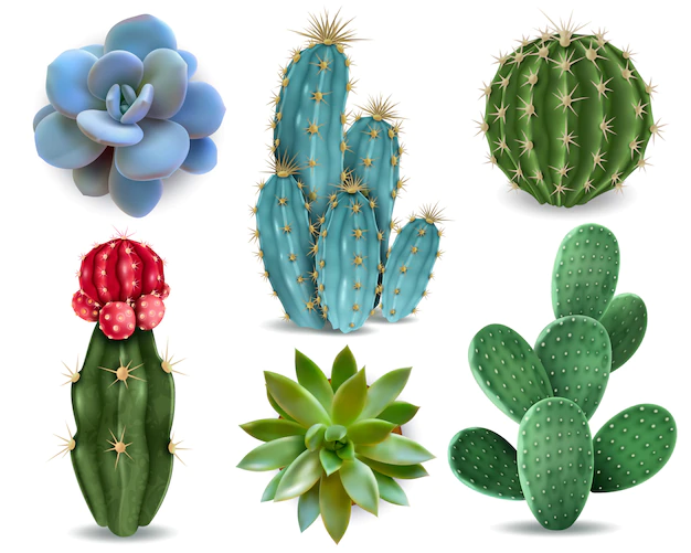 Free Vector | Popular indoor plants elements and succulents rosettes varieties including pin cushion cactus realistic collection isolated vector collection
