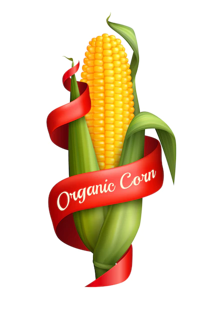 Free Vector | Realistic corn with ribbon