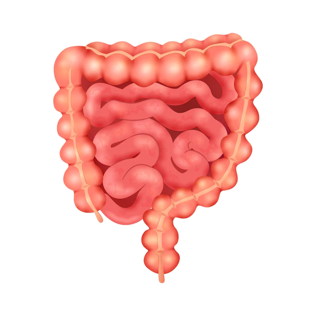 Free Vector | Realistic human internal organs anatomy composition with isolated image of bowel vector illustration