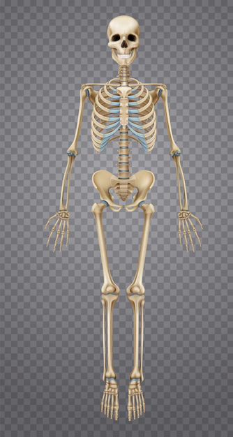 Free Vector | Realistic human skeleton